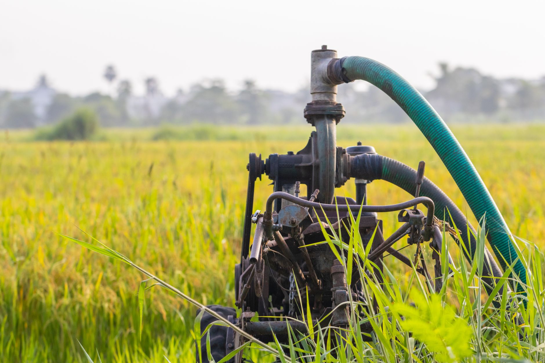 Red Lion pump moving water from a rain tank to garden irrigation lines